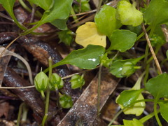 Viola cleistogamoides