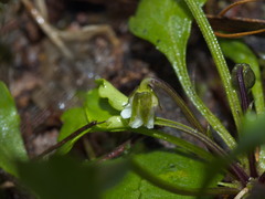Viola cleistogamoides