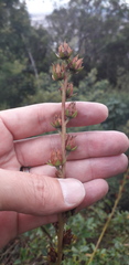 Echeveria bicolor