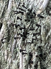 Calicium hyperelloides