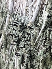 Calicium hyperelloides