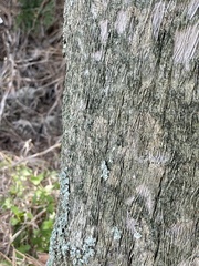 Calicium hyperelloides