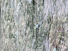 Calicium hyperelloides