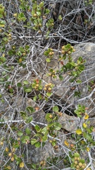 Ceanothus verrucosus