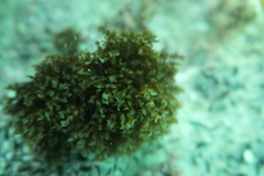 Zonaria spiralis