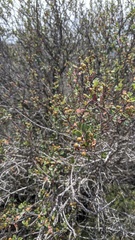 Ceanothus verrucosus