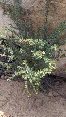 Ceanothus verrucosus