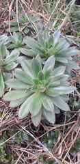 Echeveria bicolor