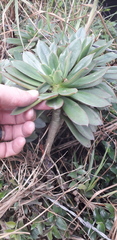 Echeveria bicolor