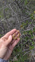 Ceanothus verrucosus