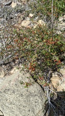 Rhamnus pilosa