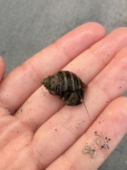 Pagurus hirsutiusculus