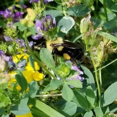 Bombus bimaculatus