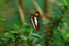 Adelpha basiloides