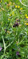 Bombus bimaculatus
