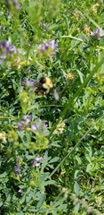 Bombus bimaculatus