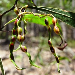 Acacia macradenia