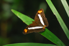 Adelpha basiloides