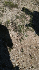 Pediomelum linearifolium