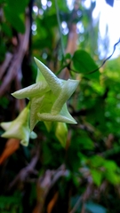 Brugmansia suaveolens