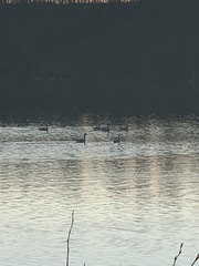 Branta hutchinsii