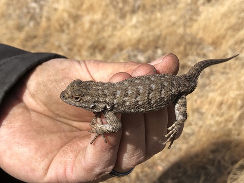 San Joaquin Fence Lizard