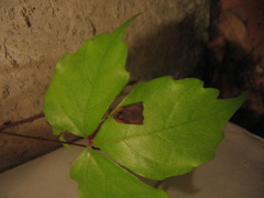 Homona