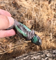 Sceloporus occidentalis biseriatus