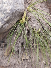 Lomandra fluviatilis