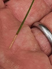 Lomandra fluviatilis