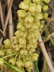 Lomandra fluviatilis
