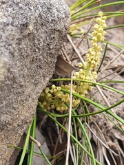 Lomandra fluviatilis