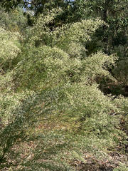 Baccharis angustifolia
