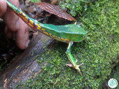Phyllomedusa burmeisteri