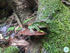 Phyllomedusa burmeisteri