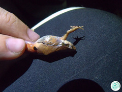 Physalaemus signifer