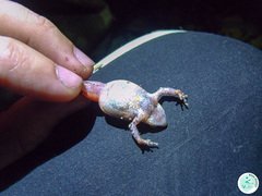 Physalaemus signifer