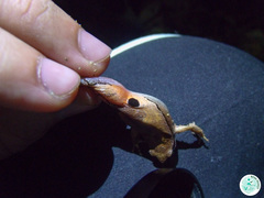 Physalaemus signifer