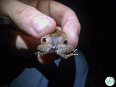 Physalaemus signifer