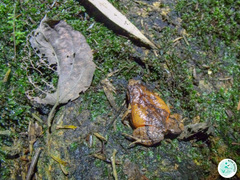 Physalaemus signifer