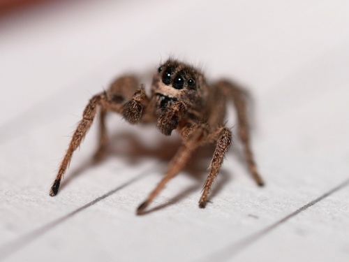Habronattus americanus photo 5