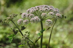 Angelica sylvestris