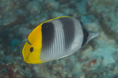 Chaetodon ulietensis