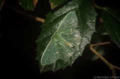 Prasinocyma iosticta