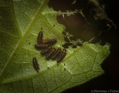 Phyllocharis gracilis