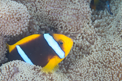 Amphiprion chrysopterus