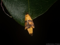 Hapaloteucha polemistis