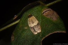 Eulechria sphaeroides