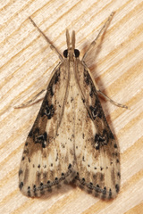 Udea itysalis