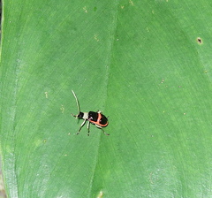 Paratriarius adonis